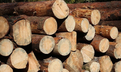 Бюджет Ленобласти недополучил 200 млн рублей за аренду леса
