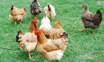 Птицефабрика «Северная» инвестирует в новый репродуктор 2,6 млрд рублей