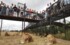 Руководство Ленобласти одобрило создание сафари-парка