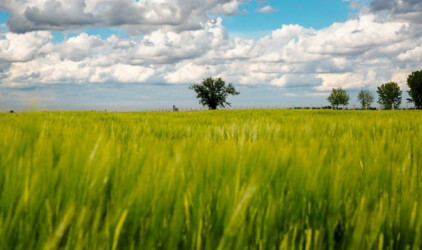 В Ленобласти вводят в оборот 4000 га осушенных земель