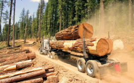 Изучение проблем и возможностей лесной промышленности России