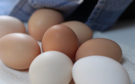 В Ленобласти с января произвели 1,16 млрд штук яиц