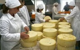 В Ленинградской области открыли новое производство сыра‍