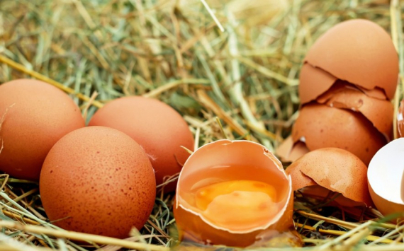 В Ленобласти производство яиц выросло на 10,4%