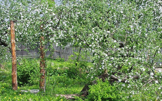 В Ленобласти на поддержку садоводов направят 40 млн рублей
