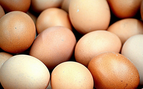 В Ленобласти производство яиц к 2027 году нарастят до 5 млрд штук