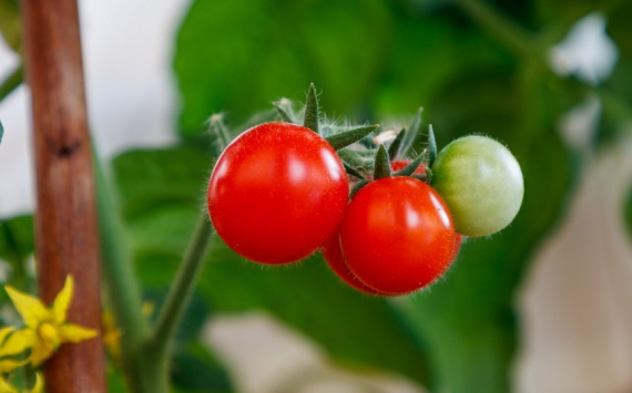 В Ленобласти помидоры в октябре подорожали почти на 29%
