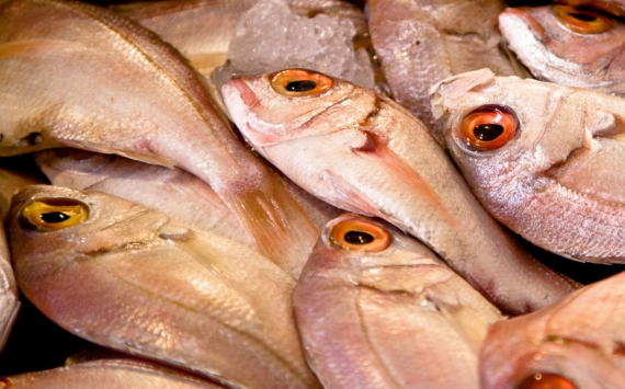 В Ленобласти в два раза хотят нарастить производство рыбы